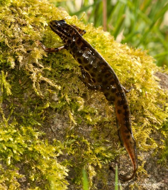 Smooth Newt (Lissotriton vulgaris) Detail Biodiversity Maps